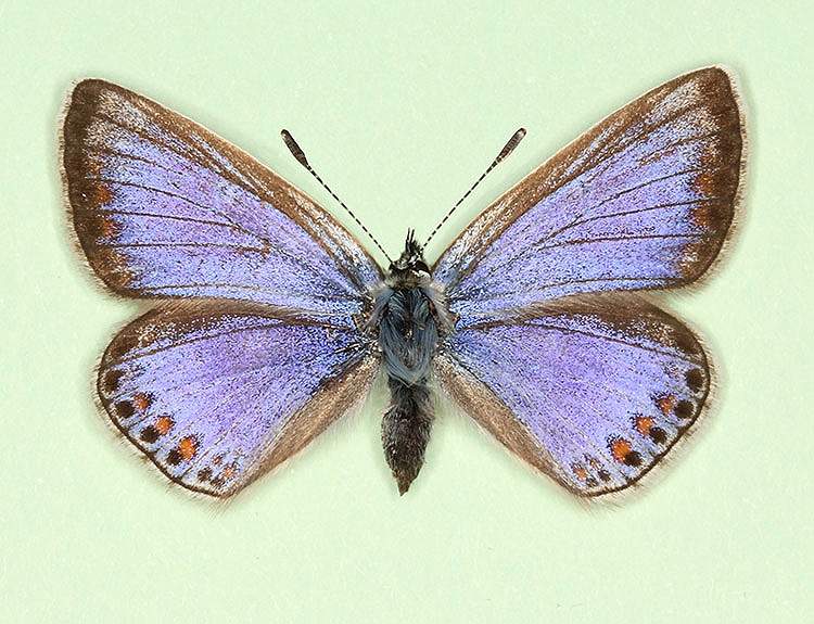 Polyommatus icarus female (aberrant form caerulescens) (Internet Image property of respective owner, non-commercial use only)